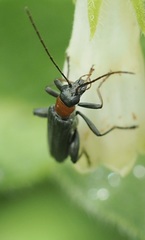Oedemera croceicollis