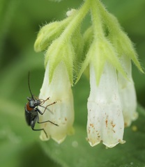 Oedemera croceicollis