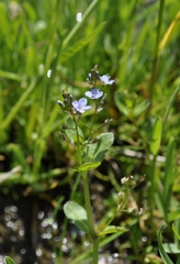 Veronica beccabunga beccabunga