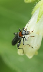 Oedemera croceicollis
