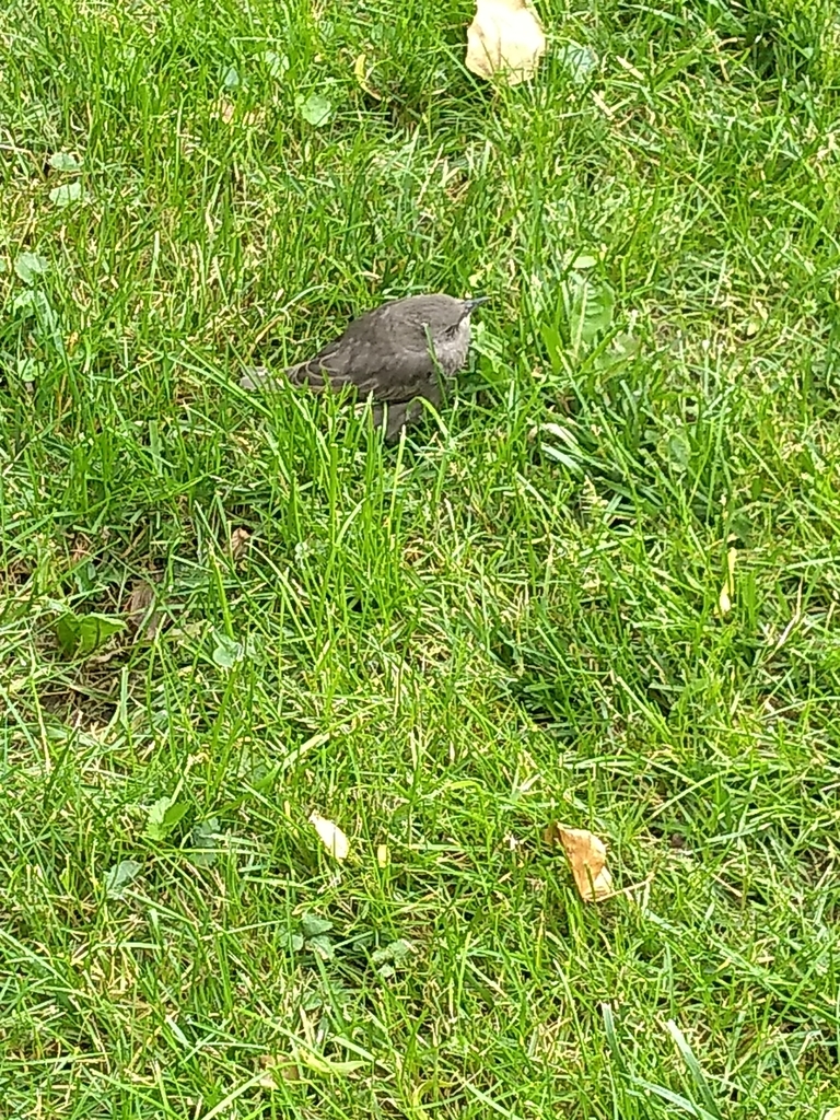 European Starling from Vernon Blvd/Broadway, Astoria, NY 11102, USA on ...