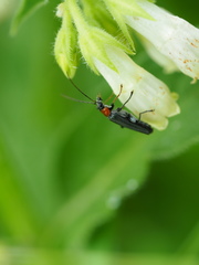 Oedemera croceicollis