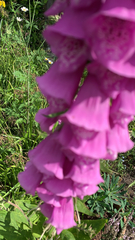 Digitalis purpurea