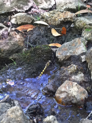 Cordulegaster dorsalis