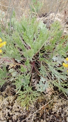 Artemisia campestris pacifica