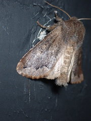Orthosia garmani