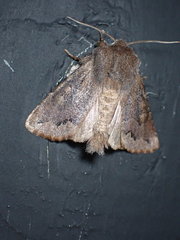 Orthosia garmani