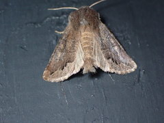 Orthosia garmani
