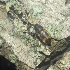 Litargus