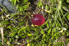 Coprosma atropurpurea