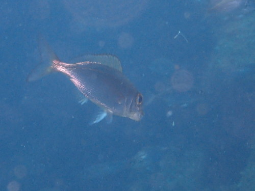 Axillary seabream (Pagellus acarne) — Sparidae — 4