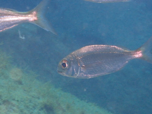 Axillary seabream (Pagellus acarne) — Sparidae — 3