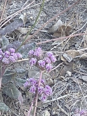 Calyptridium monospermum