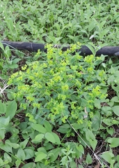 Euphorbia jenisseiensis