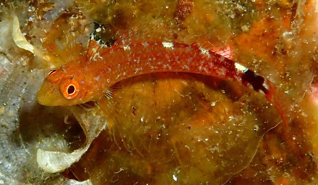 Black-faced Blenny