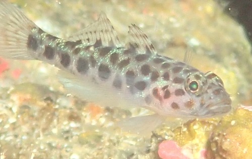 Leopard-spotted goby (Thorogobius ephippiatus) — Gobiidae — 2