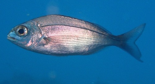 Axillary seabream (Pagellus acarne) — Sparidae