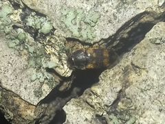 Litargus