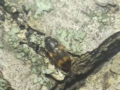 Litargus
