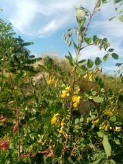 Colutea