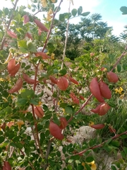 Colutea