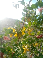 Colutea