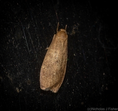 Lambula pleuroptycha