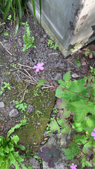 Geranium robertianum