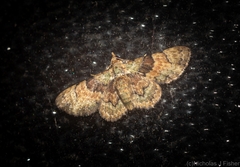 Gymnoscelis derogata