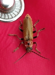 Cantharis quadripunctata
