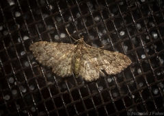 Chloroclystis mniochroa