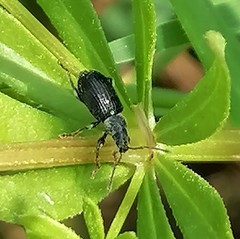 Phyllobius viridicollis