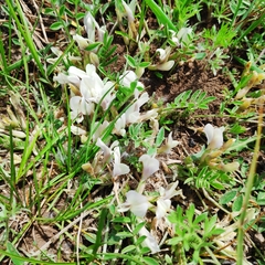 Astragalus scaberrimus