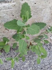 Chenopodium album