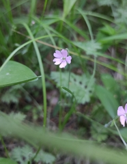 Silene linnaeana