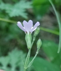 Silene linnaeana