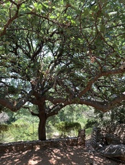 Quercus ithaburensis macrolepis