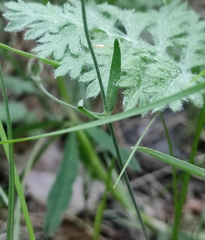 Silene linnaeana