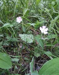 Silene linnaeana