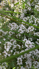 Galium