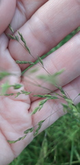 Poa trivialis