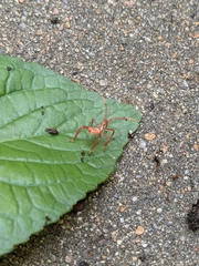Acanthocephalini