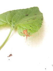 Acanthocephalini