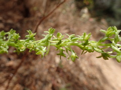 Piperia