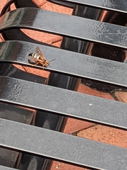 Sphecius speciosus