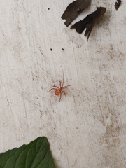 Acanthocephalini