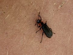 Placopterus thoracicus