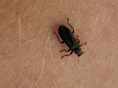 Placopterus thoracicus