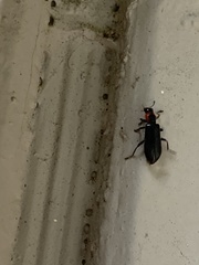 Placopterus thoracicus