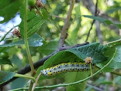 Diloba caeruleocephala